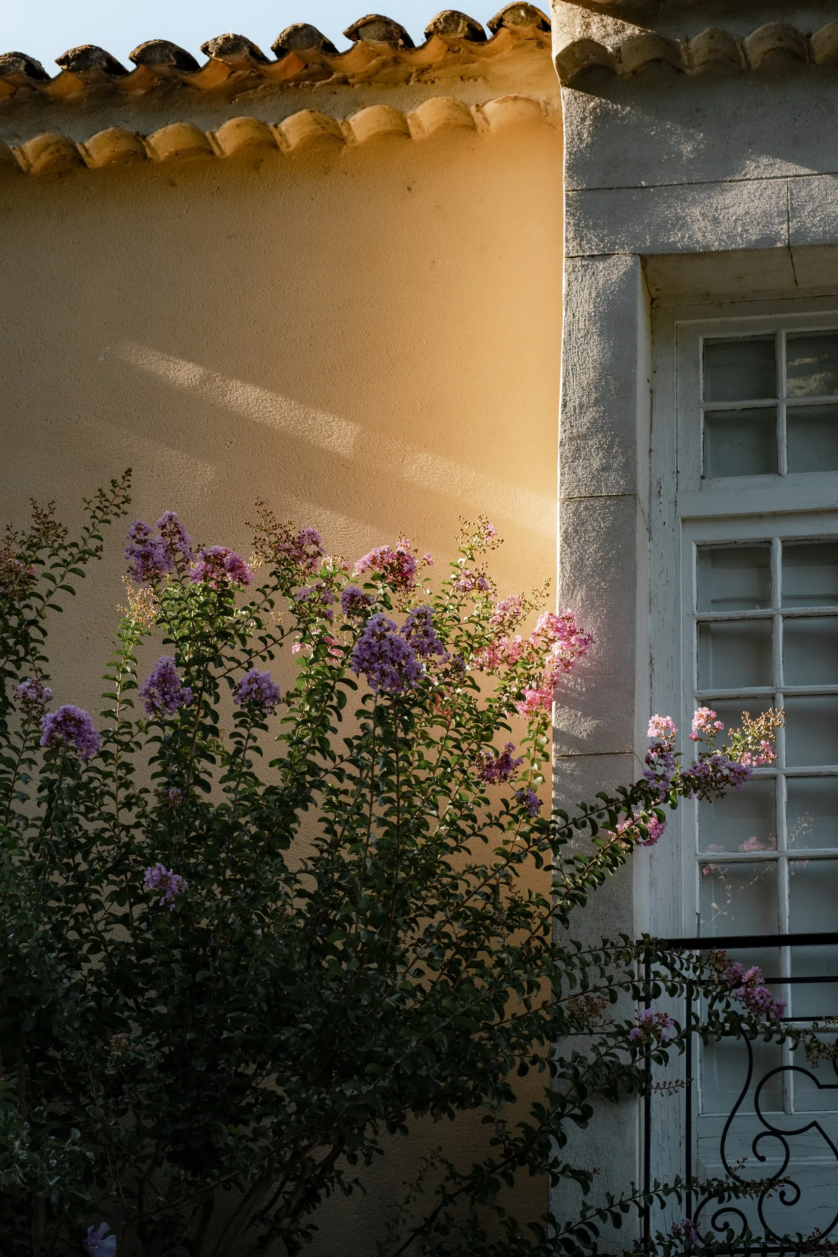 La façade en pierre couverte de lilas, à la lumière du soir